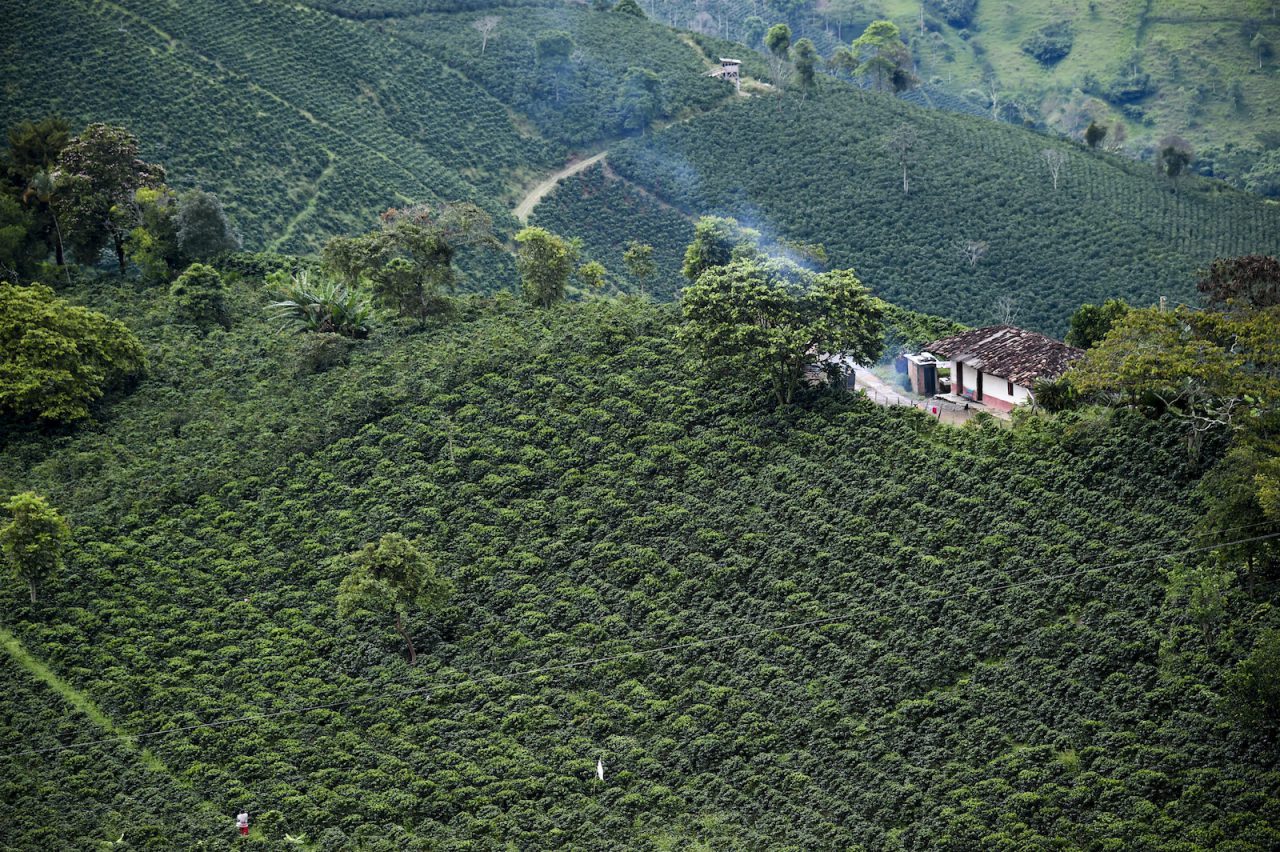 kolumbiai kávé farm