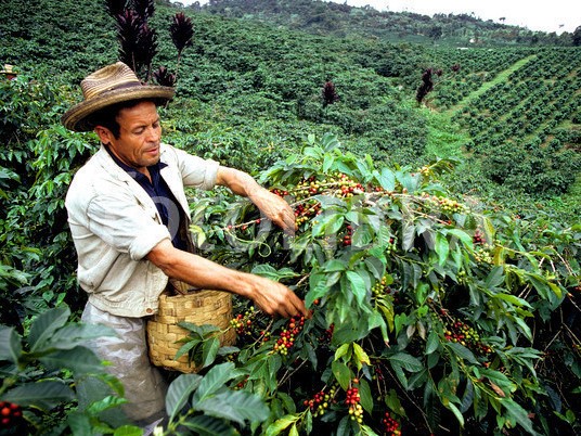 kolumbiai kávé szedése